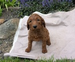 Small Photo #77 Irish Doodle Puppy For Sale in GOSHEN, IN, USA