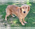 Small Photo #1 Golden Retriever Puppy For Sale in Glendale , AZ, USA