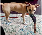 Small #7 Black Mouth Cur-Labrador Retriever Mix