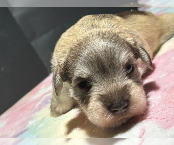 Medium Photo #6 Schnauzer (Miniature) Puppy For Sale in HOUSTON, TX, USA