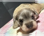 Small #5 Schnauzer (Miniature)
