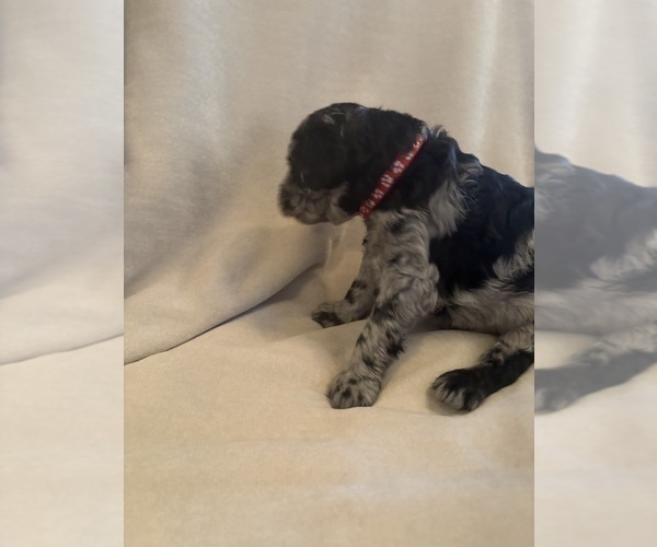 Medium Photo #39 Schnoodle (Giant) Puppy For Sale in MINNEAPOLIS, MN, USA