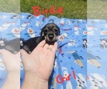Small Photo #28 Chizer Puppy For Sale in MONTEZUMA, GA, USA