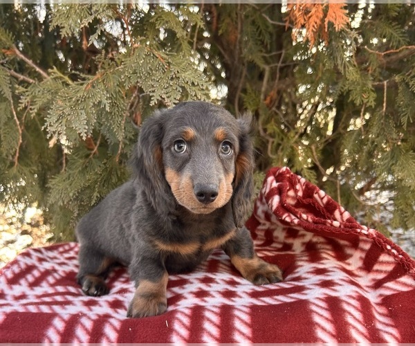 Medium Photo #4 Dachshund Puppy For Sale in MIDDLEBURY, IN, USA