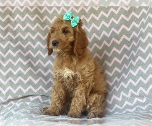 Cocker Spaniel-Poodle (Miniature) Mix Puppy for sale in LAKELAND, FL, USA