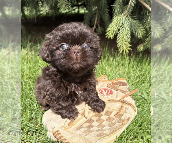 Medium Photo #2 Shih Tzu Puppy For Sale in MIDDLEBURY, IN, USA