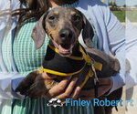 Small Photo #10 Dachshund Puppy For Sale in San Antonio, TX, USA