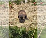 Small Photo #21 Aussiedoodle Puppy For Sale in MONMOUTH, OR, USA