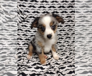 Miniature Australian Shepherd Puppy for sale in TELEPHONE, TX, USA