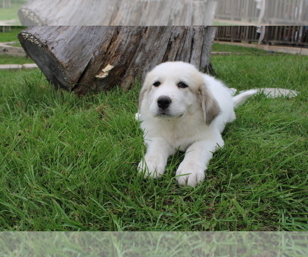 Medium Photo #6 Great Pyrenees Puppy For Sale in WILLS POINT, TX, USA