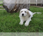 Small Photo #6 Great Pyrenees Puppy For Sale in WILLS POINT, TX, USA