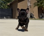 Small #7 French Bulldog