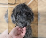 Small #11 Aussiedoodle