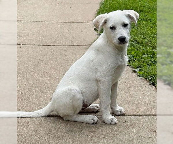 Medium Photo #3 Labrador Retriever-white german shepherd Mix Puppy For Sale in Genesee, WI, USA