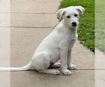Small #2 Labrador Retriever-white german shepherd Mix