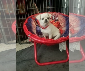 Pom-A-Pug Puppy for sale in FRESNO, CA, USA