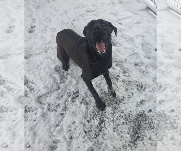 Medium Photo #2 Labrador Retriever-Unknown Mix Puppy For Sale in Thomasville, NC, USA