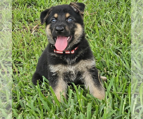 Medium Photo #5 German Shepherd Dog Puppy For Sale in NAVASOTA, TX, USA