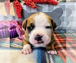 Puppy Navy Collar Alapaha Blue Blood Bulldog
