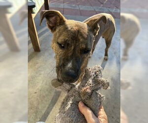 Plott Hound-Unknown Mix Dogs for adoption in Oakhurst, NJ, USA