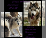 Small Photo #8 Siberian Husky Puppy For Sale in BLOOMFIELD, IN, USA
