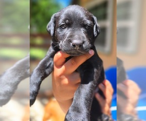 Labrador Retriever Puppy for Sale in LOVELADY, Texas USA