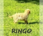 Small #2 Cavapoo