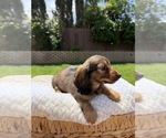 Small Photo #27 Dachshund Puppy For Sale in NORTH HIGHLANDS, CA, USA