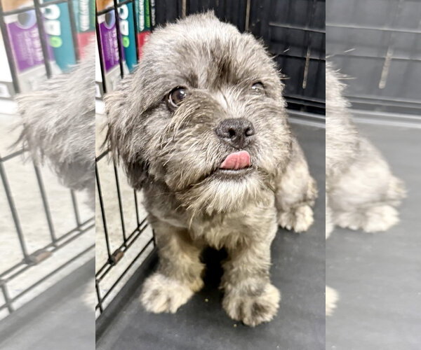 Medium Photo #2 French Bulldog Puppy For Sale in Boca Raton, FL, USA