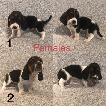 Medium Photo #1 Basset Hound Puppy For Sale in CASTLE, PA, USA