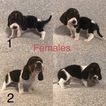 Small Photo #1 Basset Hound Puppy For Sale in CASTLE, PA, USA
