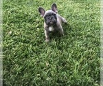 Small Photo #49 French Bulldog Puppy For Sale in WHITTIER, CA, USA