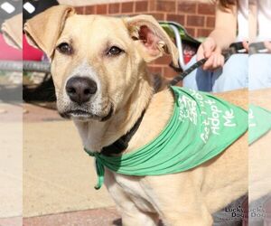 Labrador Retriever-Unknown Mix Dogs for adoption in Washington, DC, USA