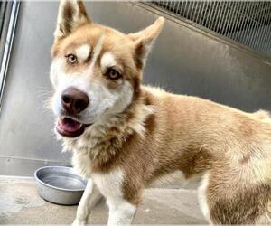 Siberian Husky Dogs for adoption in San Bernardino, CA, USA