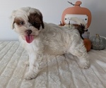 Small #1 ShihPoo