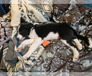 Border Collie Puppy for Sale in ROY, Washington USA