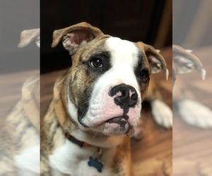 American Bulldog Puppy for sale in BETHLEHEM, GA, USA