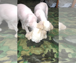 Small #4 Chinese Crested