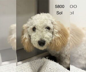 Poodle (Miniature) Dogs for adoption in Studio City, CA, USA