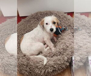 Chihuahua-Unknown Mix Dogs for adoption in San Bernardino , CA, USA