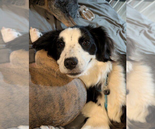 Medium Photo #3 Mutt Puppy For Sale in Boston, MA, USA