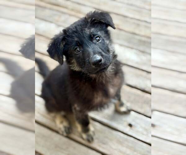 Medium Photo #2 Australian Shepherd Puppy For Sale in Paso Robles, CA, USA