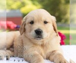 Small #4 Golden Retriever