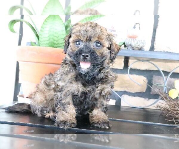 Medium Photo #2 ShihPoo Puppy For Sale in CANTON, OH, USA