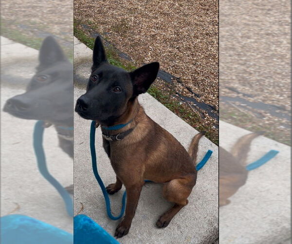 Medium Photo #1 Mutt Puppy For Sale in Imlay City, MI, USA