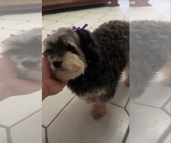 Medium Photo #6 Havanese-Unknown Mix Puppy For Sale in Escondido, CA, USA