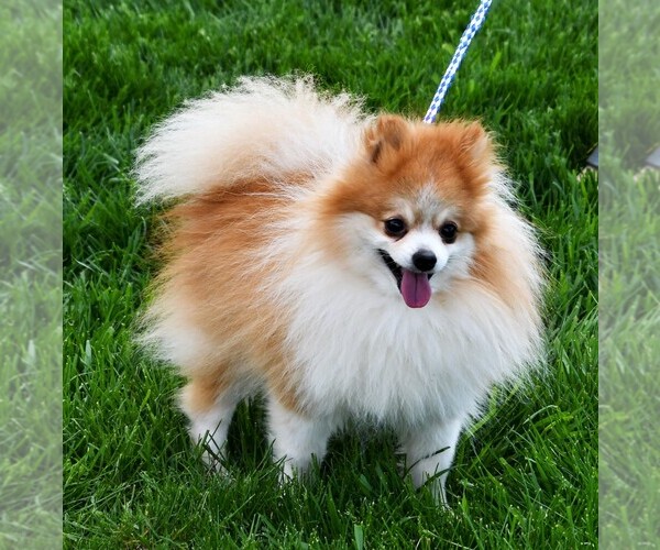 Medium Photo #1 Pomeranian Puppy For Sale in ROCK VALLEY, IA, USA