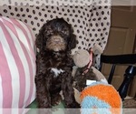 Small Photo #30 Australian Labradoodle Puppy For Sale in W FIELD, NC, USA