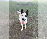 Small #1 Australian Shepherd Mix