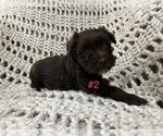 Small Photo #3 Schnauzer (Miniature) Puppy For Sale in KILLEEN, TX, USA